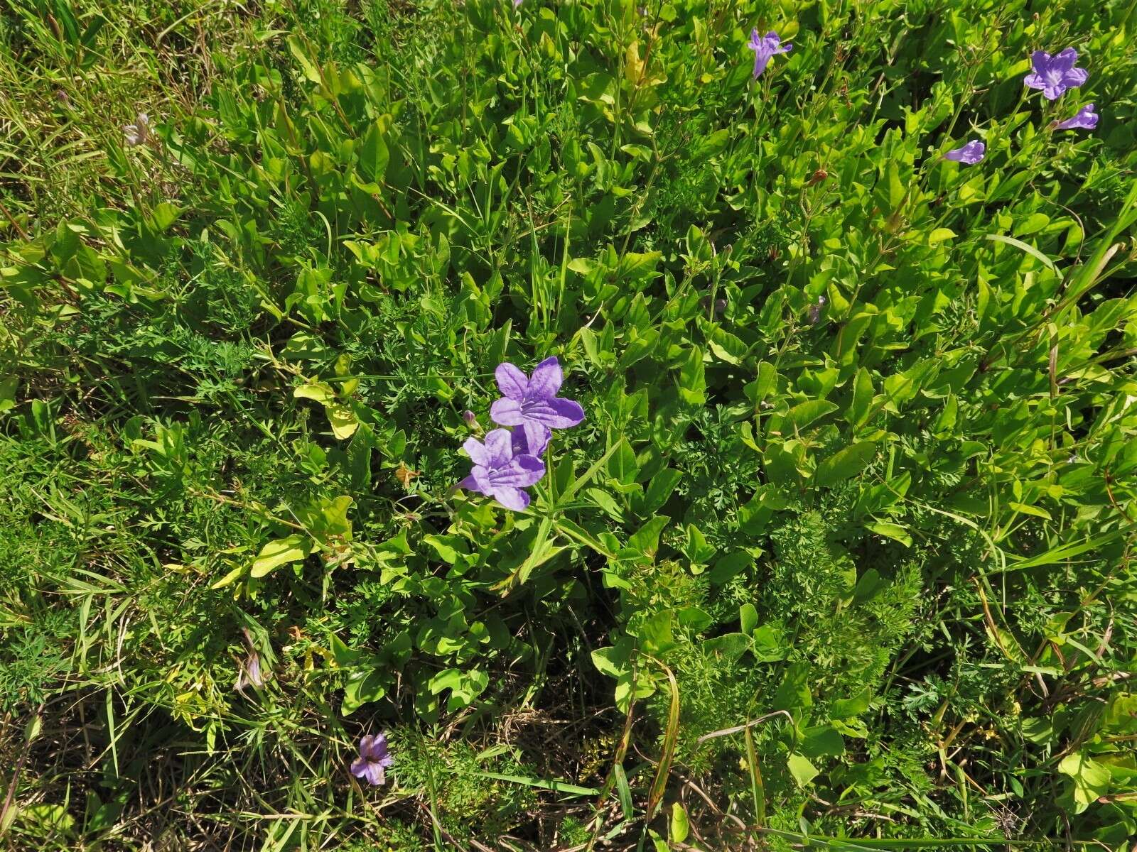 صورة Ruellia nudiflora var. nudiflora