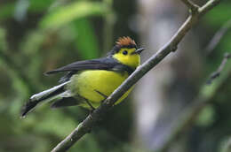 Myioborus torquatus (Baird & SF 1865) resmi