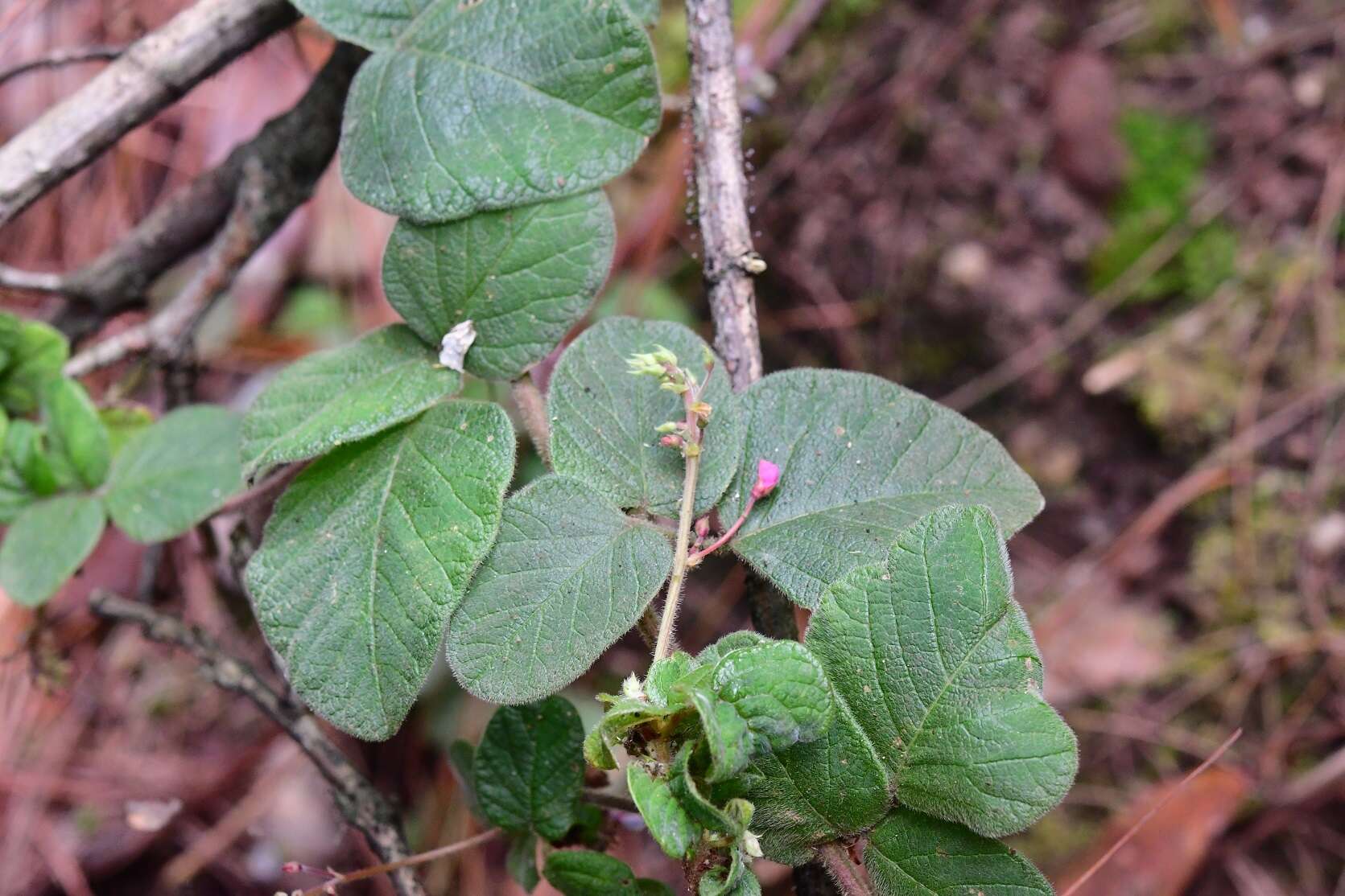 Desmodium molliculum (Kunth) DC. resmi