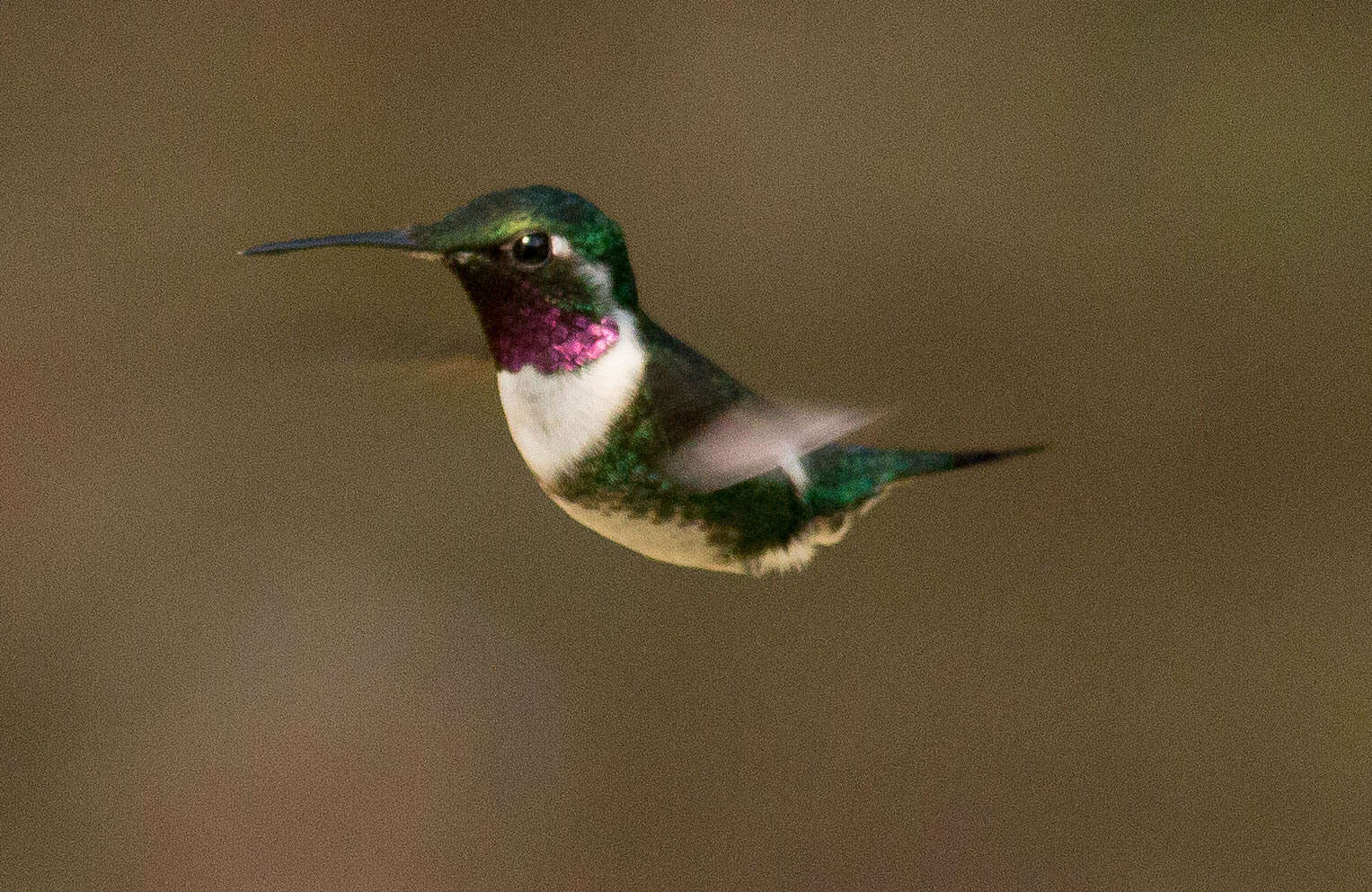 Image de Colibri de Mulsant