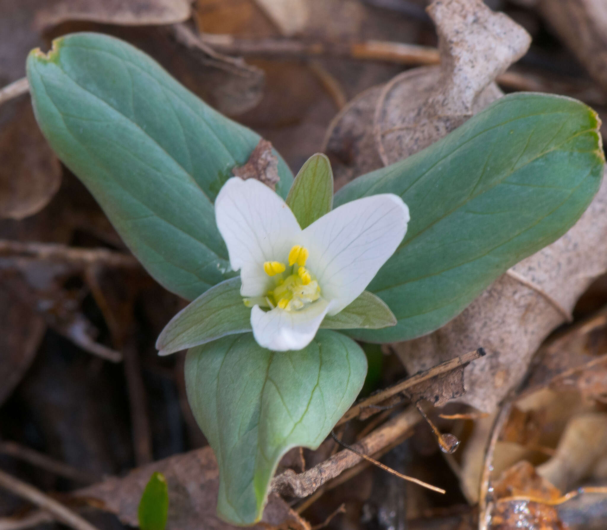 Image of snow trillium