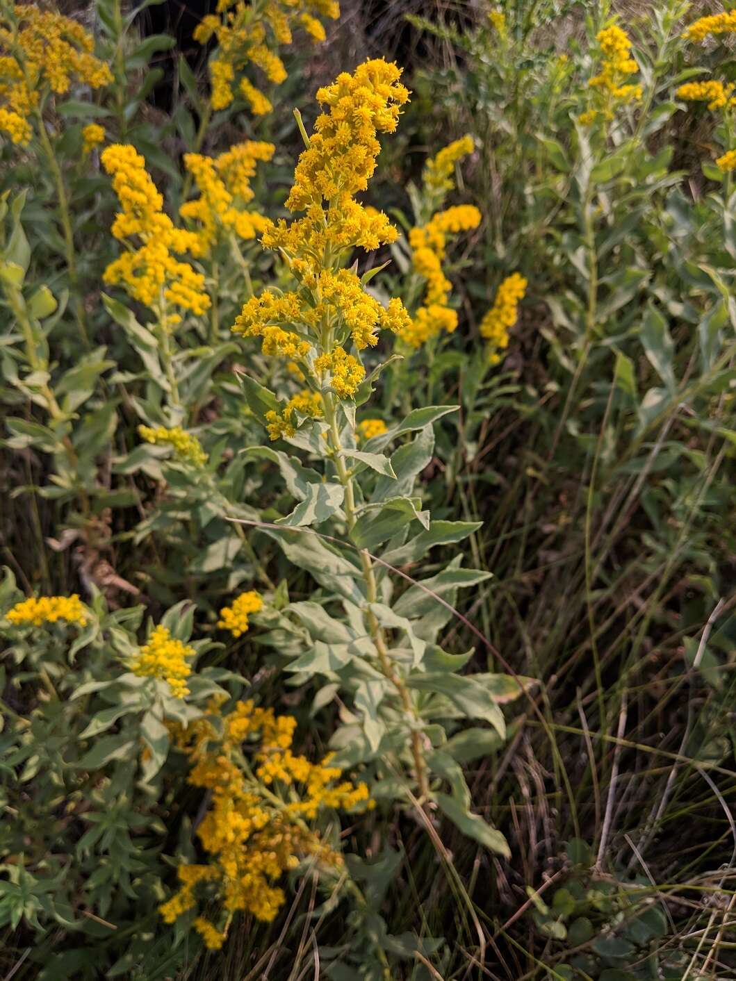 Image of velvety goldenrod