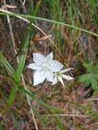 Image de Calochortus lyallii Baker