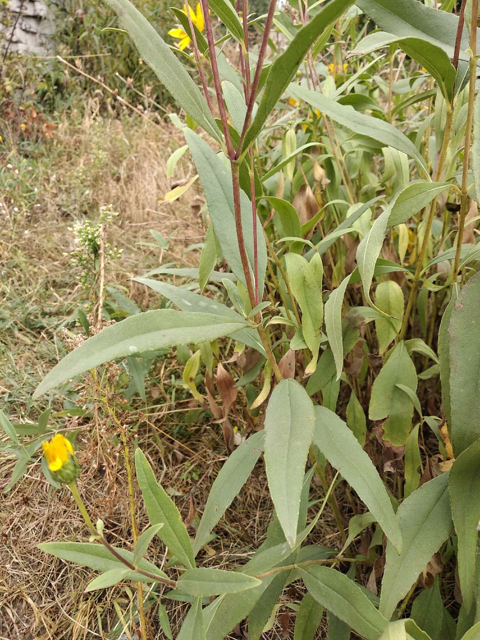 Image of cheerful sunflower