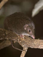 Image of Dusky Antechinus