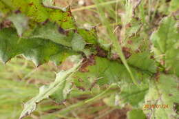 Image of Berkheya echinacea subsp. echinacea