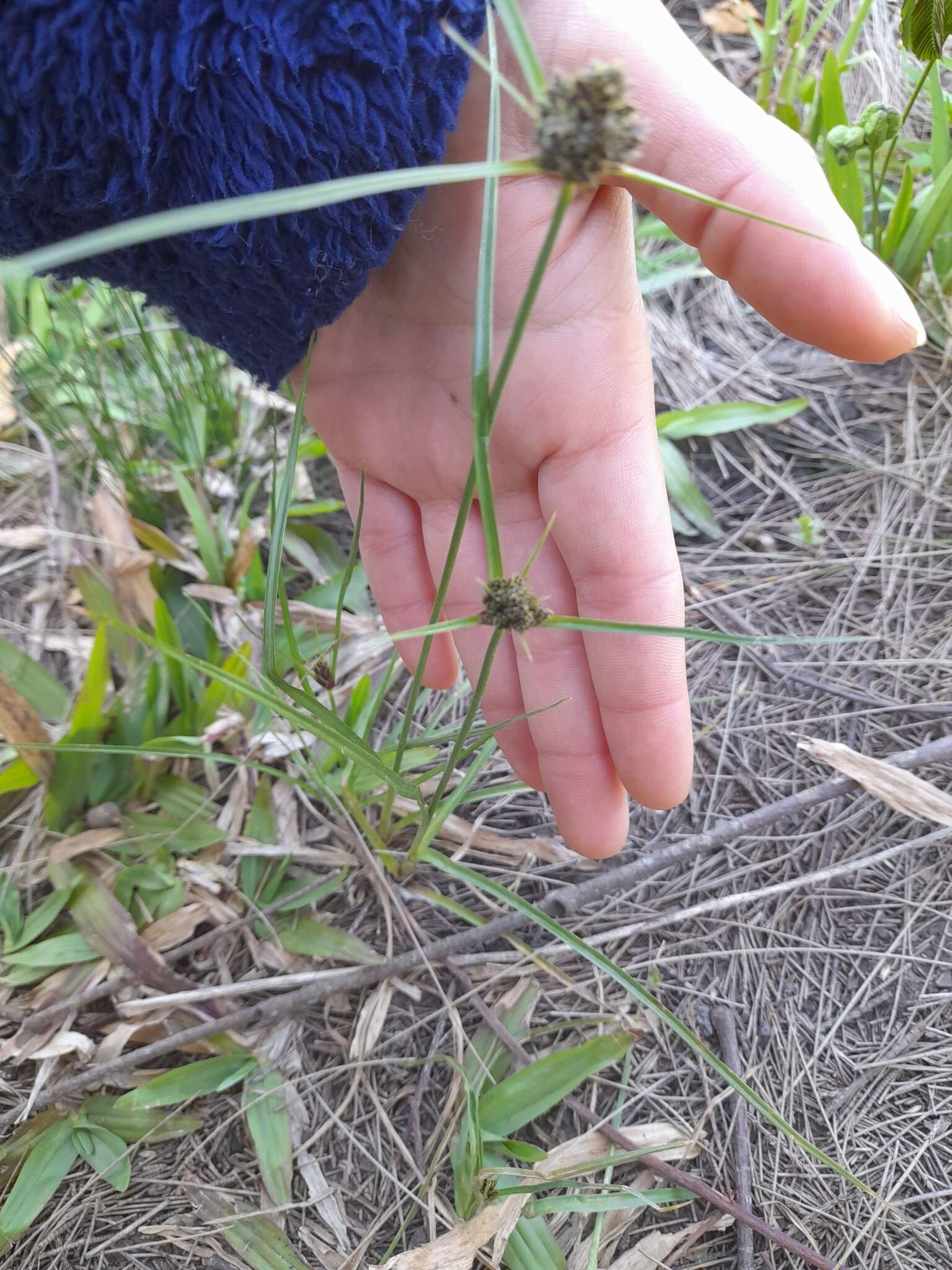 Image of Bent-Awn Flat Sedge