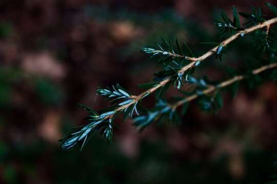 Image of western hemlock