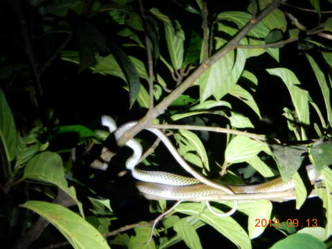 Image of Cantor's rat snake