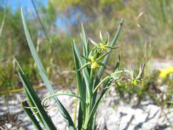 Image of Ornithoglossum viride (L. fil.) Dryand. ex W. T. Aiton