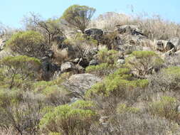 Image of Baccharis aliena (Spreng.) Joch. Müll.