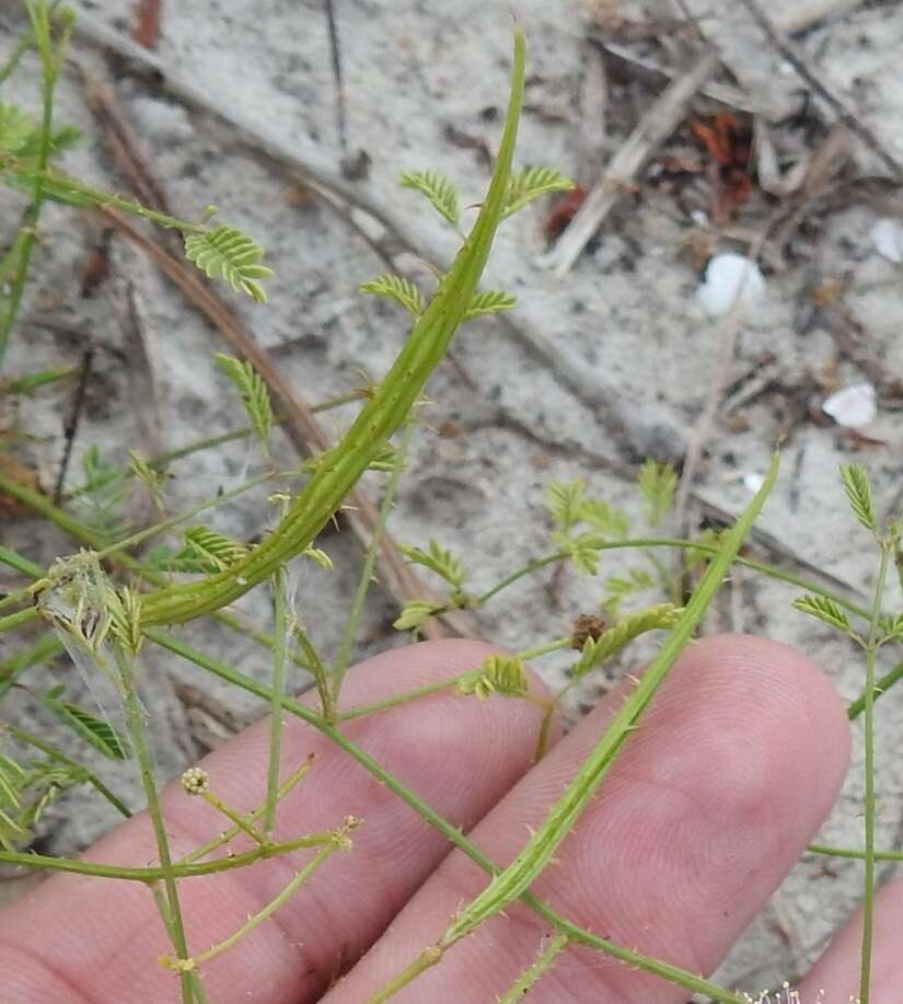 Mimosa quadrivalvis var. latidens (Small) Barneby的圖片