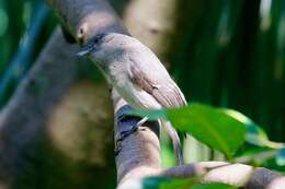 Image of Abyssinian Slaty Flycatcher