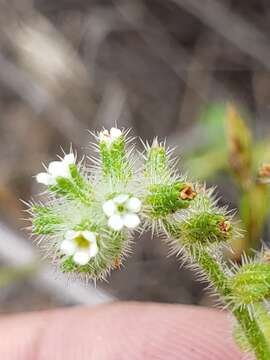 Image de Cryptantha texana (A. DC.) Greene