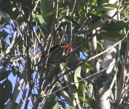 Image of Scarlet Honeyeater