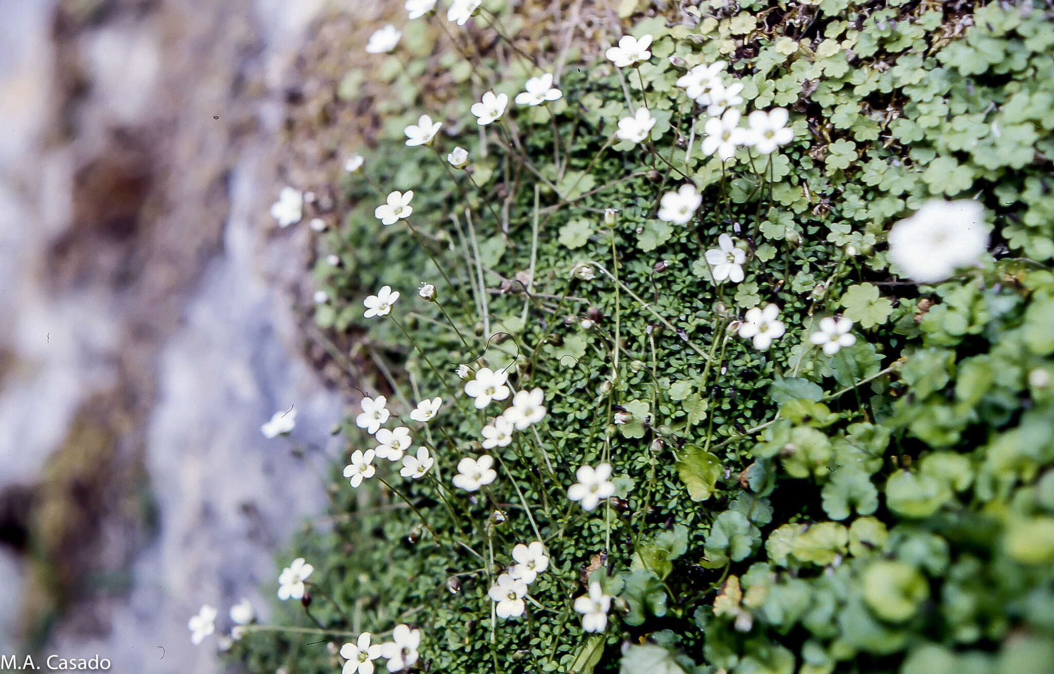 Image de Arenaria balearica L.