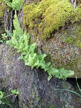 Imagem de Adiantum excisum Kunze