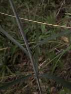 Image of Ojai fritillary