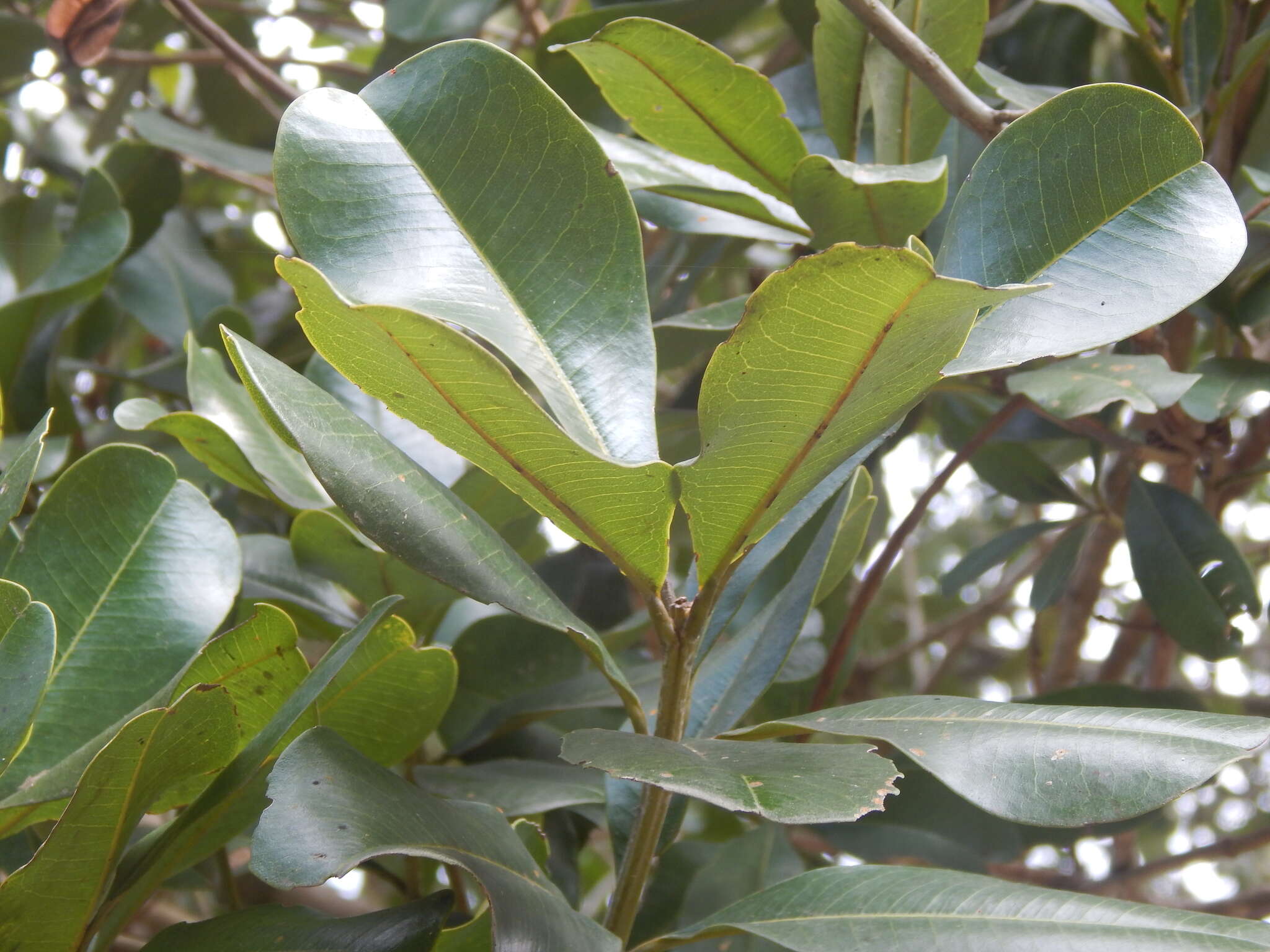 Image of Vochysia lehmannii Hieron.