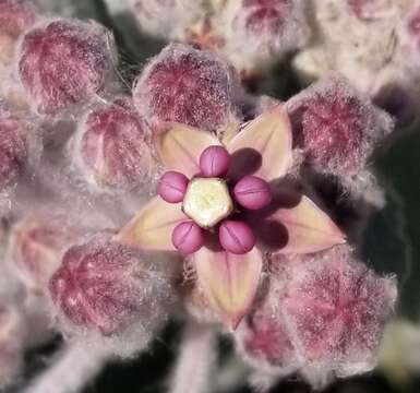 Imagem de Asclepias californica subsp. greenei Woods.