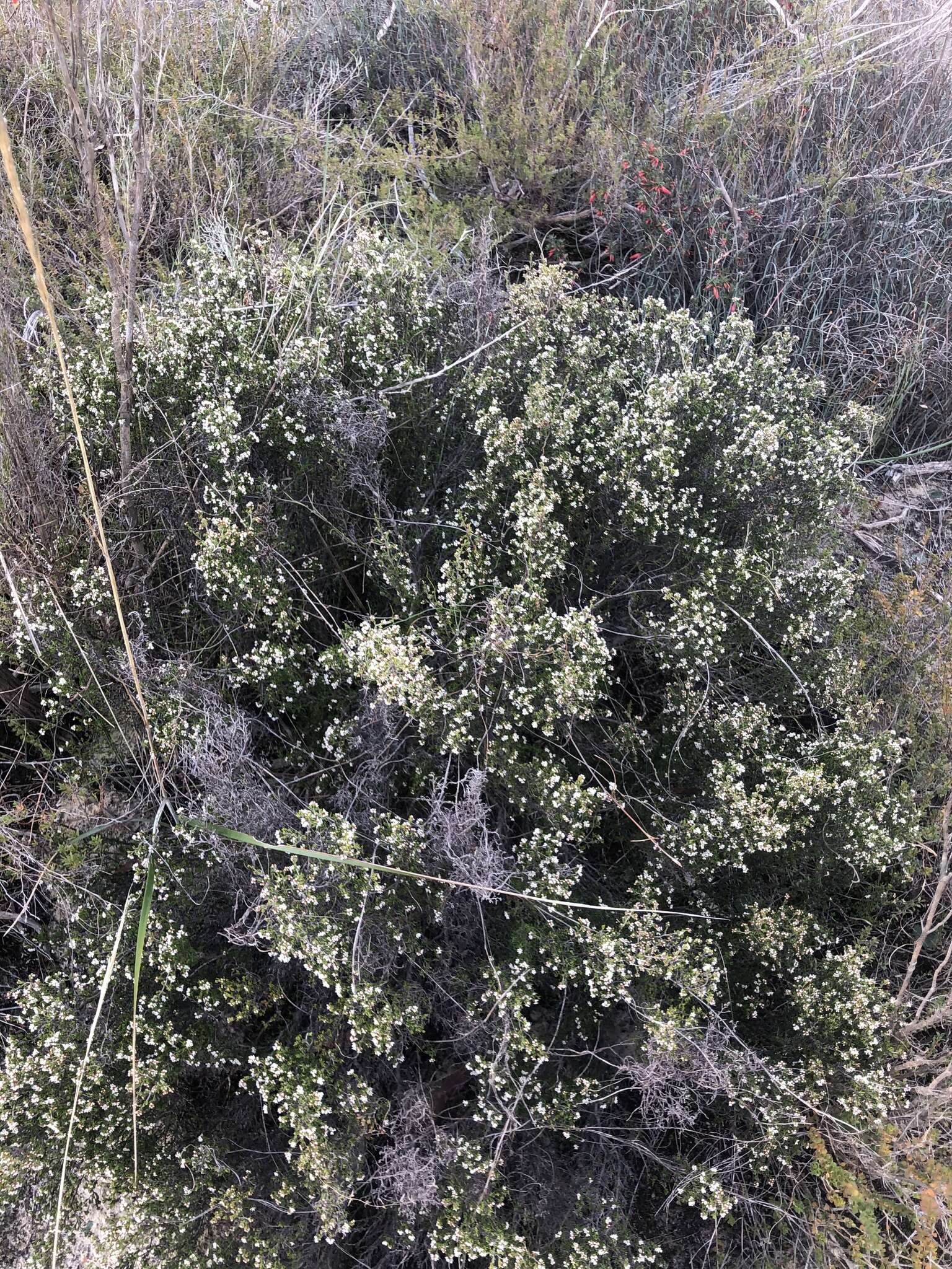 Image of Cryptandra propinqua subsp. propinqua