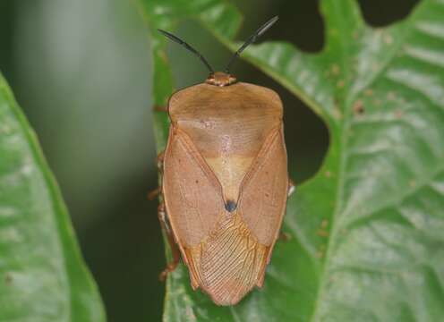 Image of Tessaratoma javanica (Thunberg 1783)