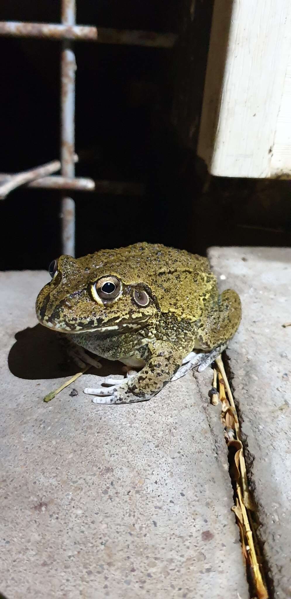 Image of Giant Frog