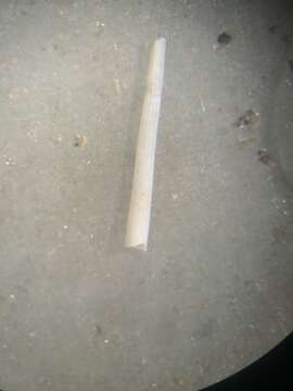 Image of ivory tuskshell