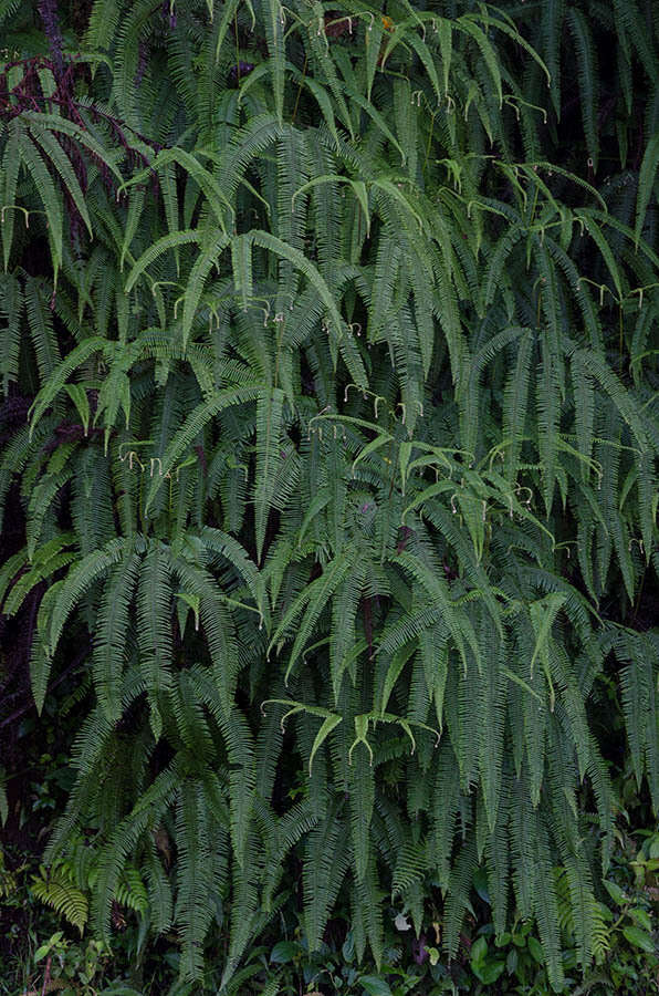 Image of Mexican Umbrella Fern