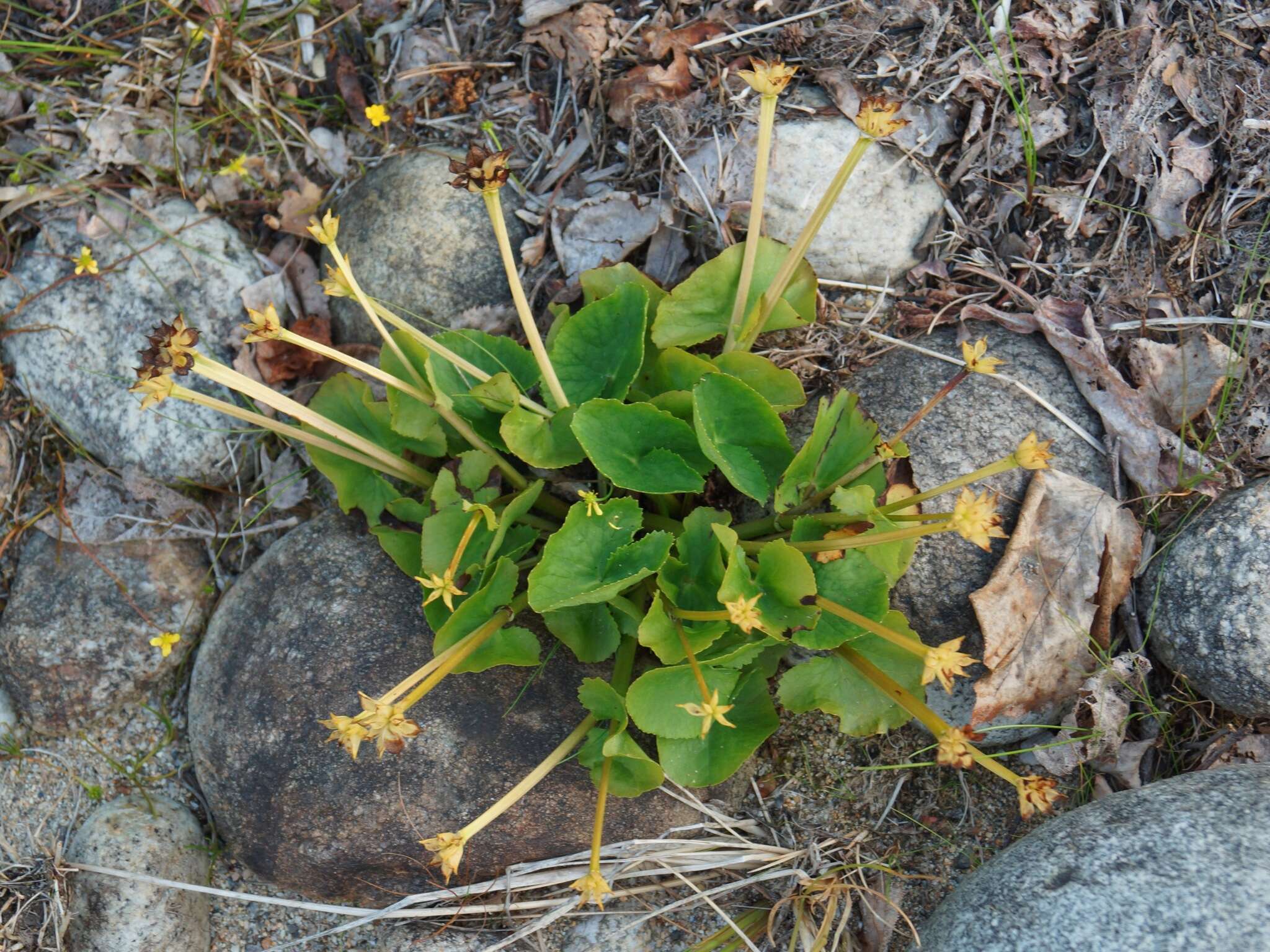 Image de Caltha palustris var. membranacea Turcz.