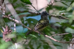 Image of Yellow-margined Flatbill