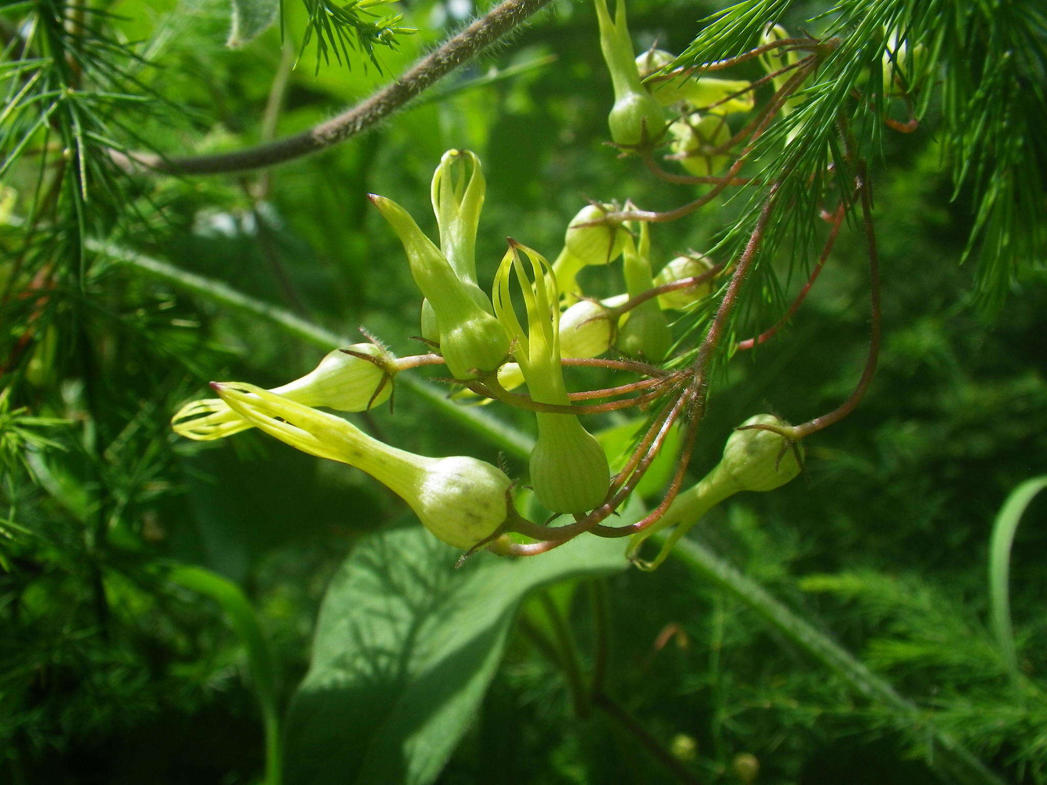 Image de <i>Riocreuxia <i>torulosa</i></i> var. torulosa