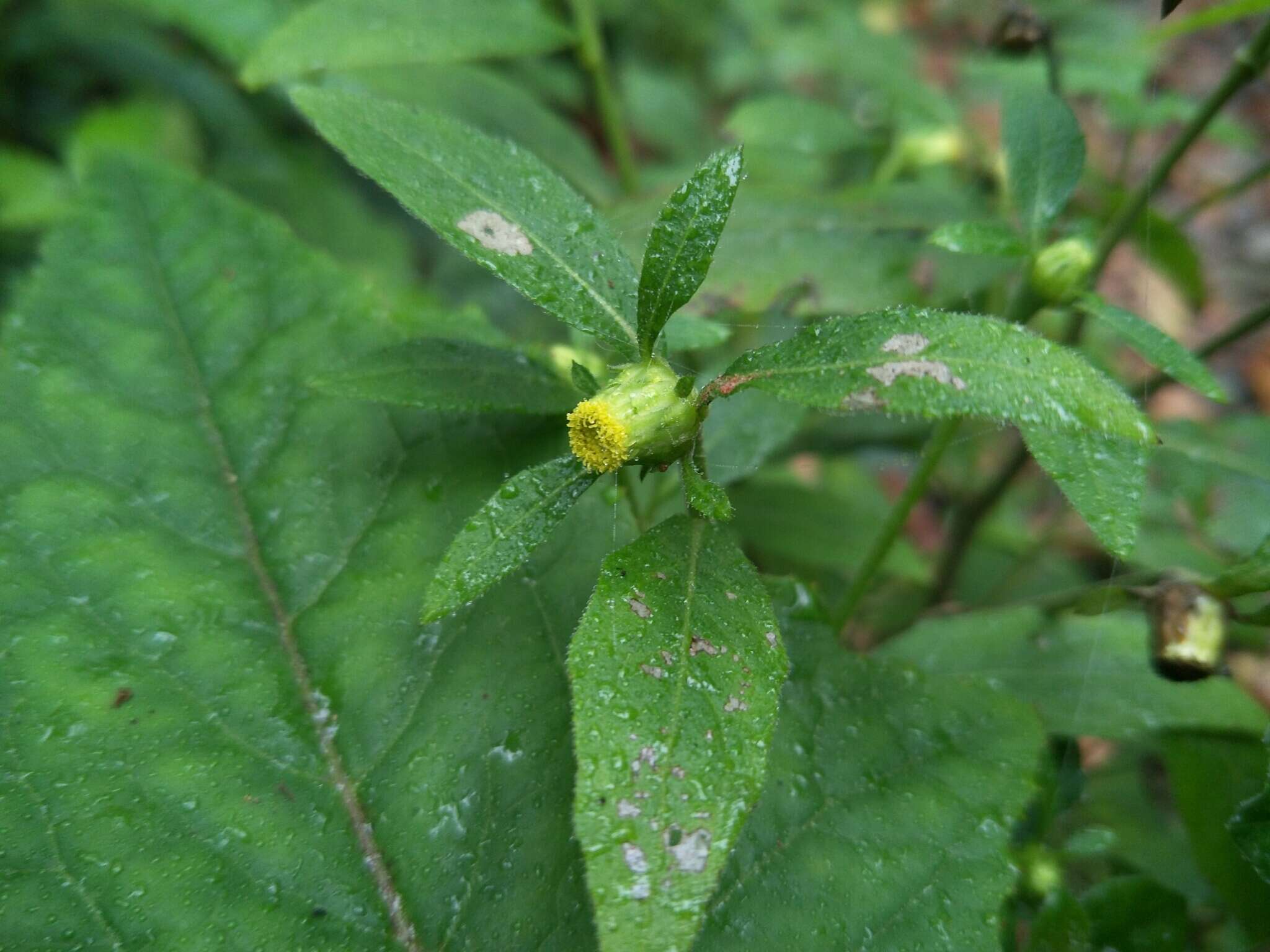 Carpesium divaricatum Sieb. & Zucc. resmi