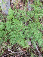 Imagem de Lomatium multifidum (Nutt.) R. P. Mc Neill & Darrach