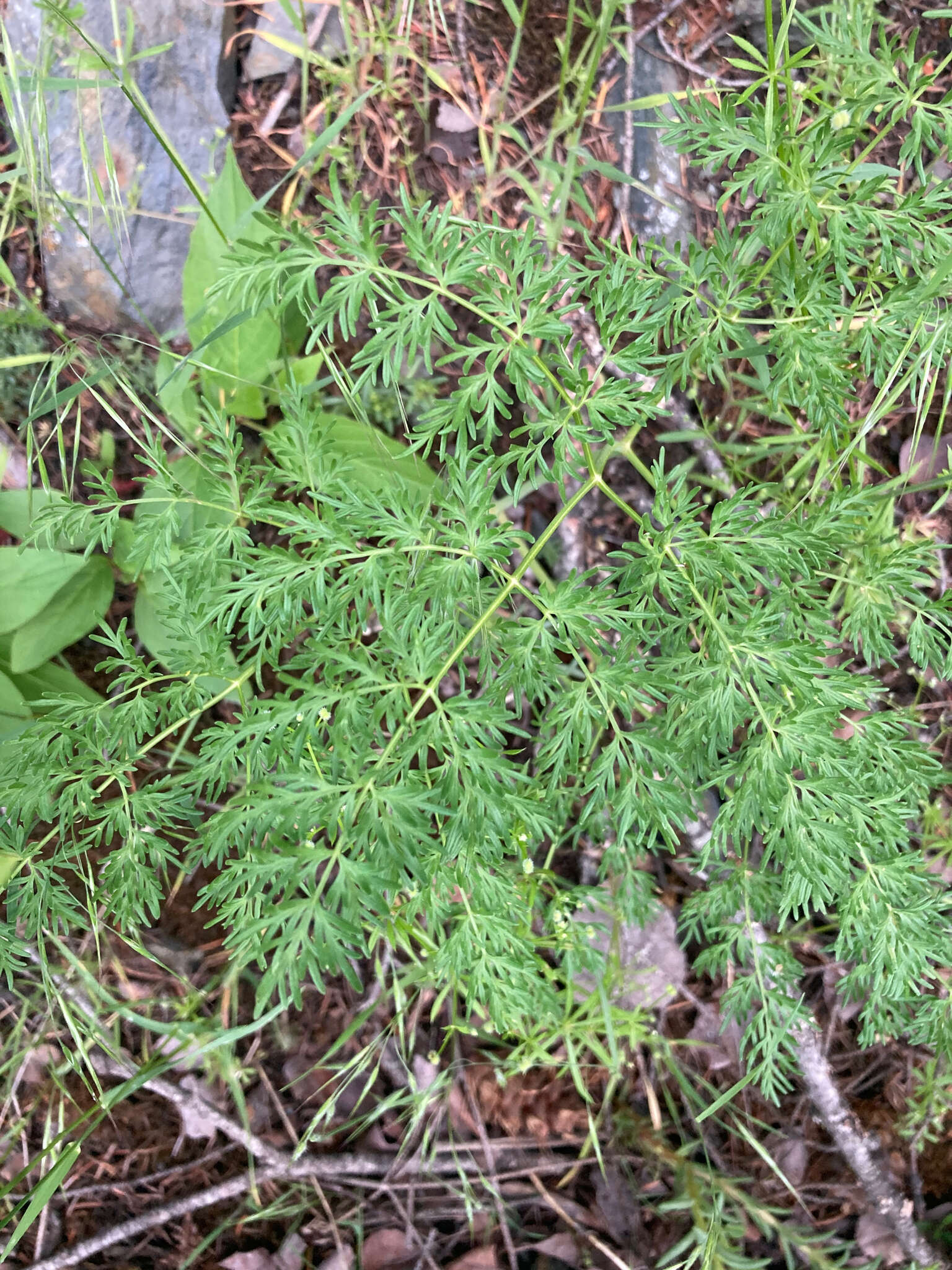 Image of carrotleaf biscuitroot