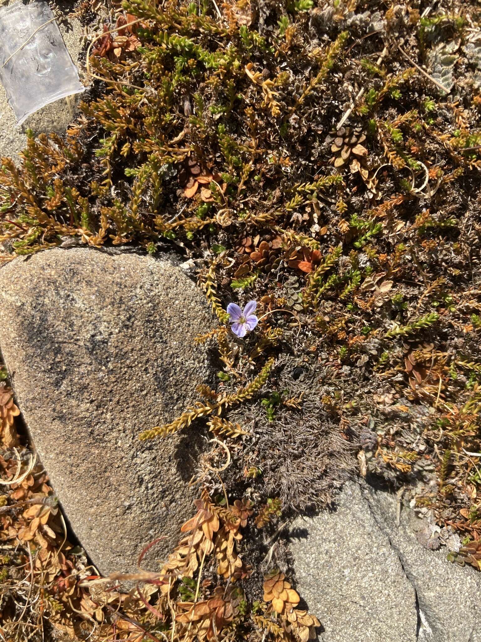 Veronica canescens T. Kirk resmi