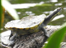 Image of Murray River Turtle