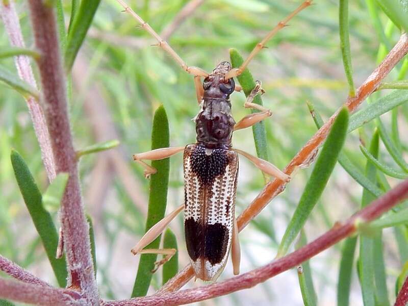 Image of Coptocercus trimaculatus (Hope 1841)