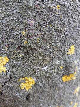 Image of wreath lichen