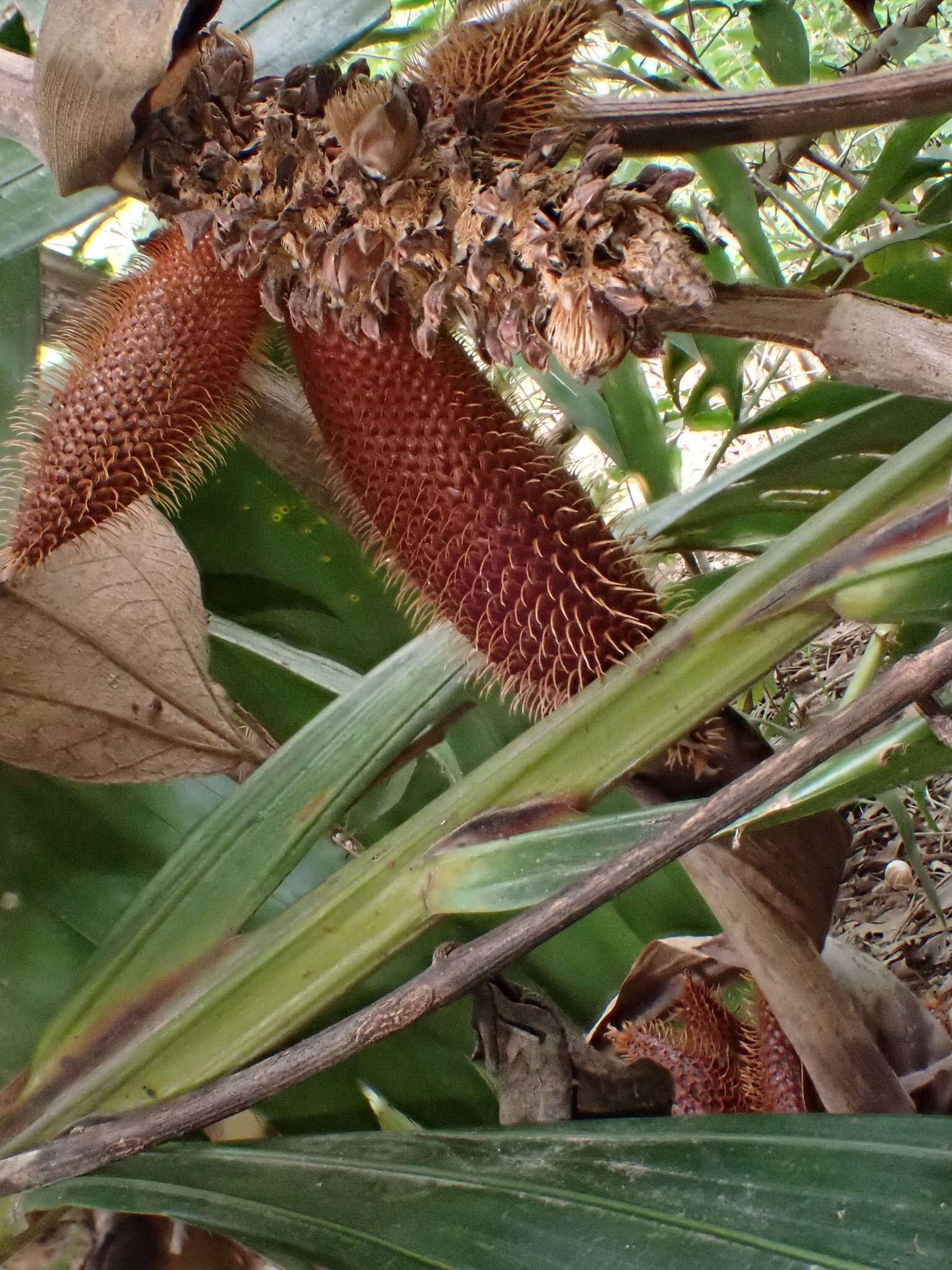 Image of salac palm