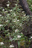 Imagem de Ozothamnus stirlingii (F. Müll.) A. A. Anderberg