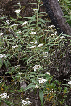 Ozothamnus stirlingii (F. Müll.) A. A. Anderberg resmi