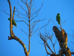 Image of Amazona auropalliata parvipes Monroe, Howell & TR 1966