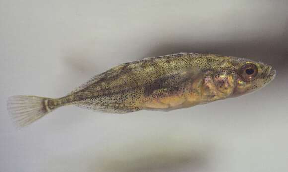 Image of Smoothtail ninespine stickleback