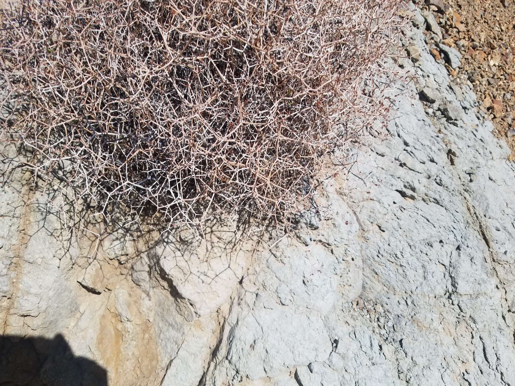 Image of Heermann's buckwheat