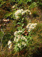 Imagem de Doellingeria umbellata (Mill.) Nees