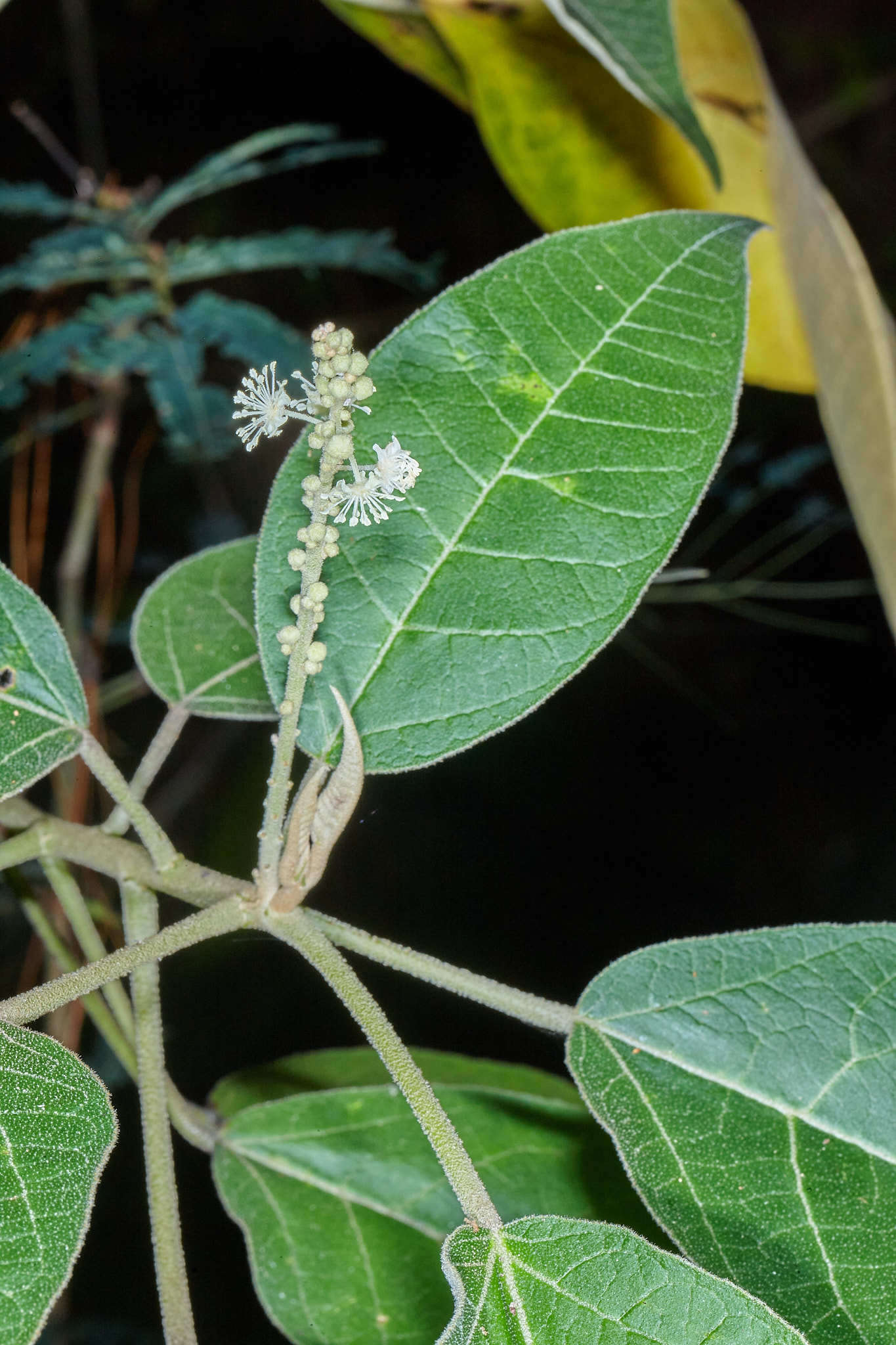 Image of Croton xalapensis Kunth