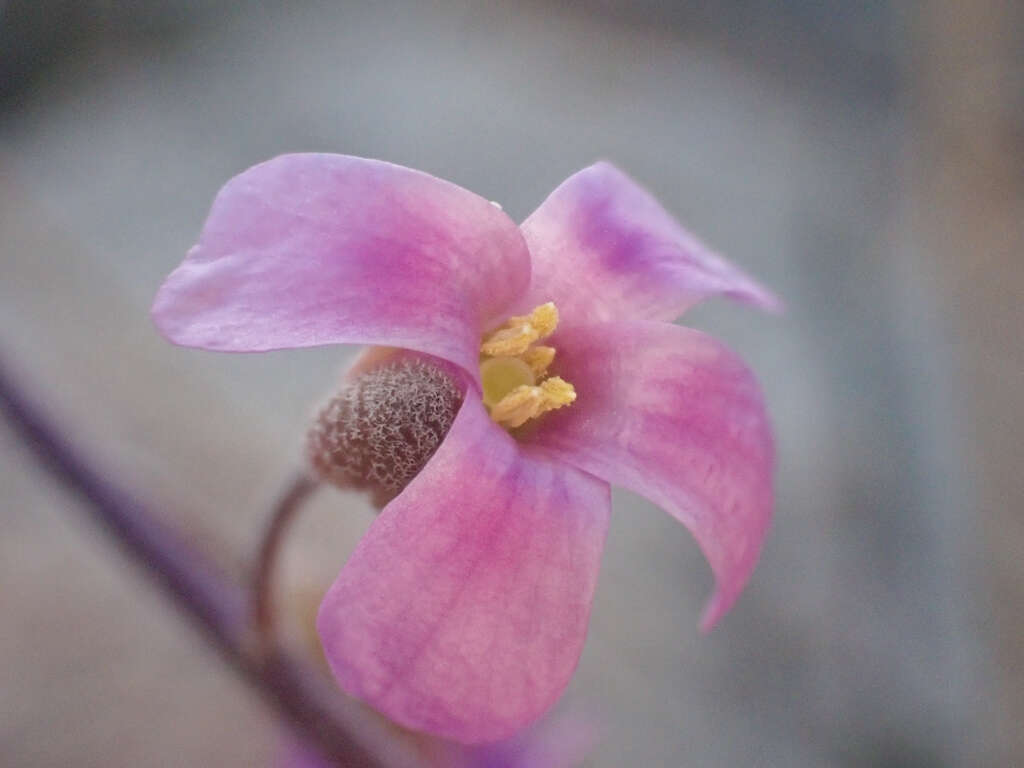 Image of beautiful rockcress