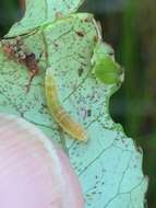 Imagem de Caloptilia chrysitis (Felder & Rogenhofer 1875)