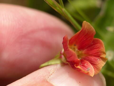 Plancia ëd Oenothera epilobiifolia Kunth